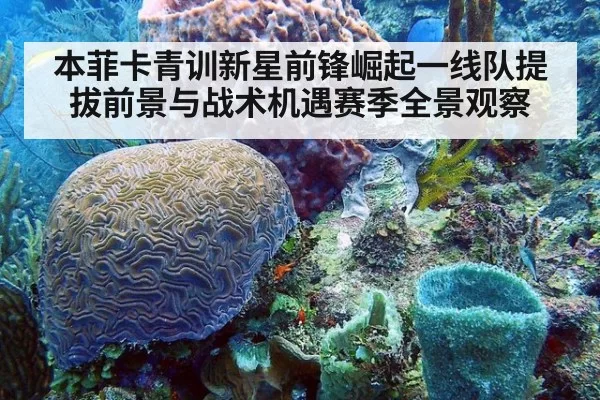 本菲卡青训新星前锋崛起一线队提拔前景与战术机遇赛季全景观察